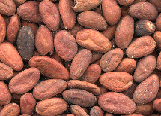Cocoa beans.
