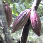 Read our feature on the 'New chocolate'. Pictured - criollo cocoa pods (courtesy Domori)
