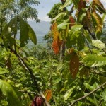Cacao growing in Colombia