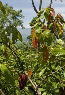 Cacao growing in Colombia Cacao growing in Colombia