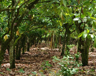 DSC_1147_cr_sm A Nazario Rizek plantation in the San Francisco de Macorís region