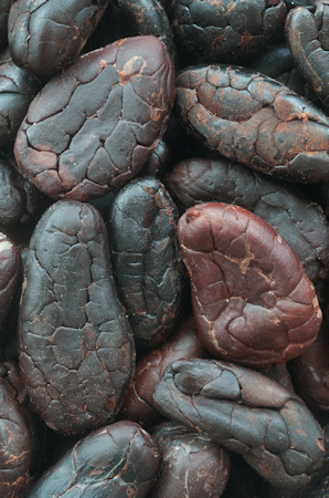 mystery-beans Amano mystery beans
