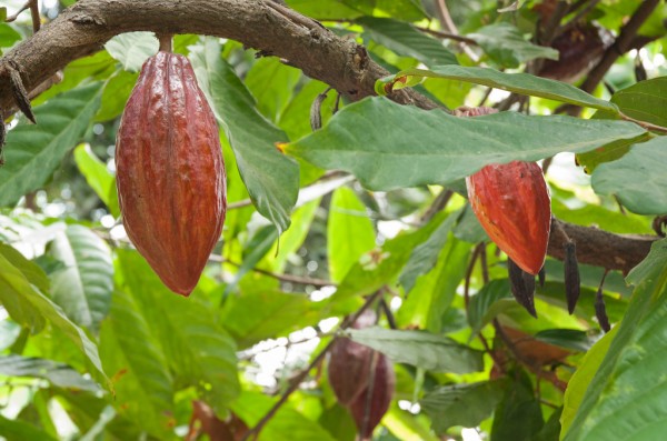 Trinitario cacao, Ecuador