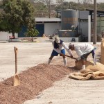 Bagging dried cacao, Ecuador