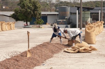 Bagging dried cacao, Ecuador