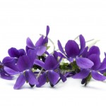 Violets Violets