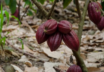 Mayan Red cacao pods