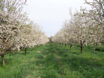 Chocolaterie A. Morin's orchard in Donziere